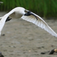 Threskiornis molucca (Australian White Ibis) at Burrill Lake, NSW - 22 Mar 2016 by Charles Dove