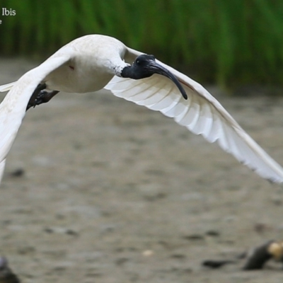 Threskiornis molucca (Australian White Ibis) at Burrill Lake, NSW - 23 Mar 2016 by CharlesDove