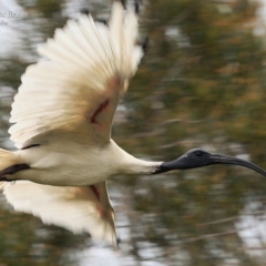 Threskiornis molucca at Burrill Lake, NSW - 23 Mar 2016