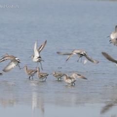 Limosa limosa (Black-tailed Godwit) at Jervis Bay National Park - 23 Mar 2016 by CharlesDove