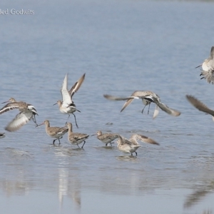 Limosa limosa at Jervis Bay National Park - 23 Mar 2016