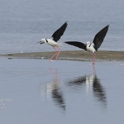 Himantopus leucocephalus (Pied Stilt) at Jervis Bay National Park - 23 Mar 2016 by CharlesDove