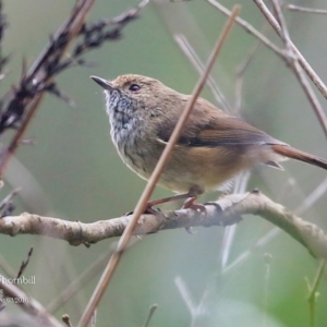 Acanthiza pusilla at Meroo National Park - 25 Mar 2016