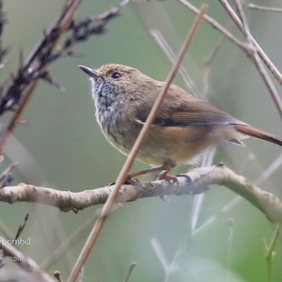 Acanthiza pusilla (Brown Thornbill) at Meroo National Park - 25 Mar 2016 by CharlesDove