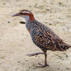 Gallirallus philippensis (Buff-banded Rail) at Wairo Beach and Dolphin Point - 21 Mar 2016 by Charles Dove