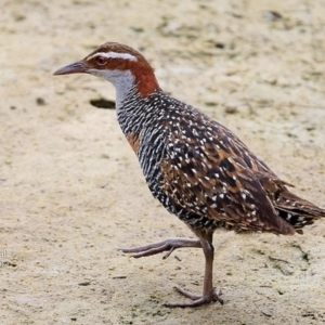 Gallirallus philippensis at Burrill Lake, NSW - 22 Mar 2016