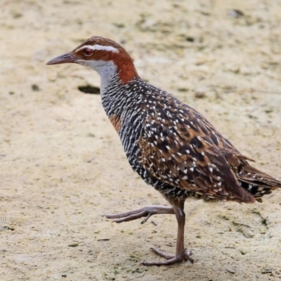 Gallirallus philippensis (Buff-banded Rail) at Burrill Lake, NSW - 22 Mar 2016 by CharlesDove