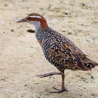 Gallirallus philippensis (Buff-banded Rail) at Wairo Beach and Dolphin Point - 21 Mar 2016 by Charles Dove