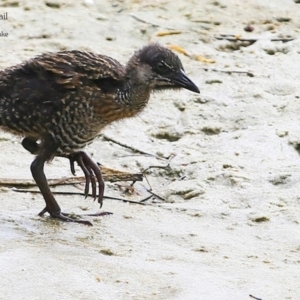 Gallirallus philippensis at Burrill Lake, NSW - 22 Mar 2016