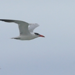 Hydroprogne caspia (Caspian Tern) at South Pacific Heathland Reserve - 24 Mar 2016 by CharlesDove