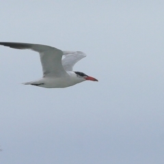 Hydroprogne caspia (Caspian Tern) at South Pacific Heathland Reserve - 23 Mar 2016 by Charles Dove