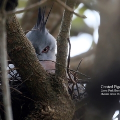 Ocyphaps lophotes (Crested Pigeon) at Burrill Lake, NSW - 25 Mar 2016 by Charles Dove
