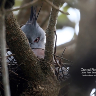 Ocyphaps lophotes (Crested Pigeon) at Wairo Beach and Dolphin Point - 25 Mar 2016 by Charles Dove
