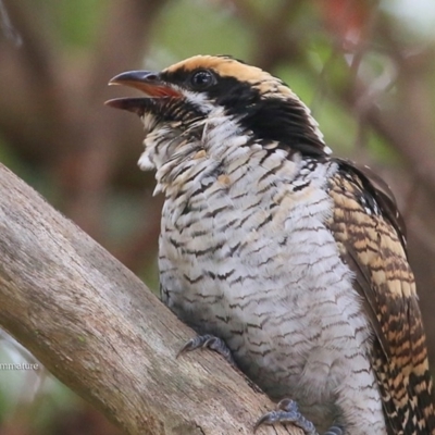 Eudynamys orientalis (Pacific Koel) at Mollymook, NSW - 21 Mar 2016 by Charles Dove