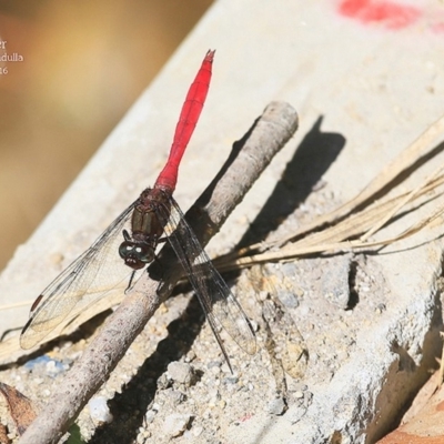 Orthetrum villosovittatum (Fiery Skimmer) at Ulladulla, NSW - 24 Mar 2016 by CharlesDove