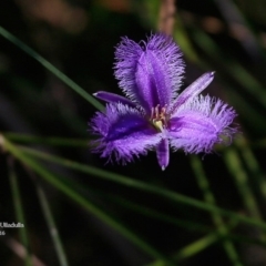 Thysanotus juncifolius (Branching Fringe Lily) at Ulladulla, NSW - 21 Mar 2016 by Charles Dove
