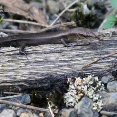 Lampropholis delicata (Delicate Skink) at Ulladulla, NSW - 20 Mar 2016 by CharlesDove