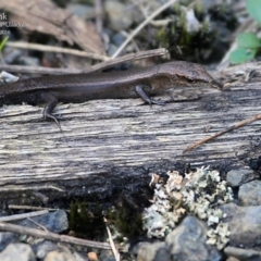 Lampropholis delicata (Delicate Skink) at One Track For All - 19 Mar 2016 by Charles Dove