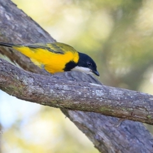 Pachycephala pectoralis at Mollymook, NSW - 21 Mar 2016