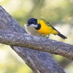 Pachycephala pectoralis at Mollymook, NSW - 21 Mar 2016