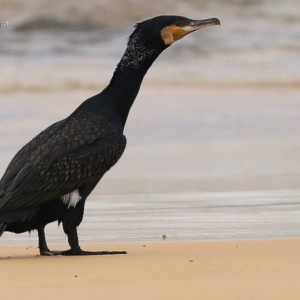 Phalacrocorax carbo at Ulladulla, NSW - 26 Mar 2016 12:00 AM