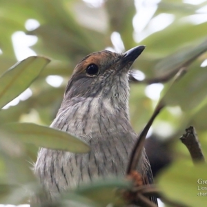 Colluricincla harmonica at Dolphin Point, NSW - 22 Mar 2016