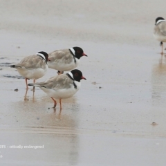 Charadrius rubricollis (Hooded Plover) at South Pacific Heathland Reserve - 22 Mar 2016 by CharlesDove