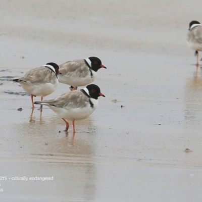 Charadrius rubricollis (Hooded Plover) at South Pacific Heathland Reserve - 21 Mar 2016 by Charles Dove