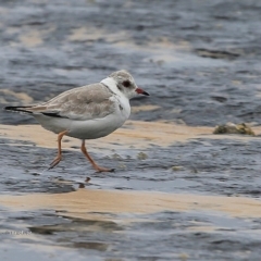 Charadrius rubricollis at suppressed - suppressed