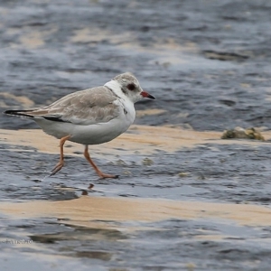 Charadrius rubricollis at suppressed - 22 Mar 2016