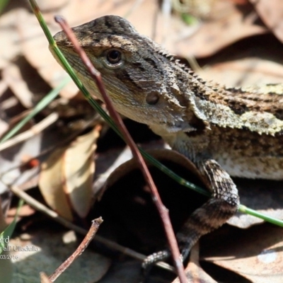 Amphibolurus muricatus (Jacky Lizard) at Ulladulla Reserves Bushcare - 20 Mar 2016 by CharlesDove