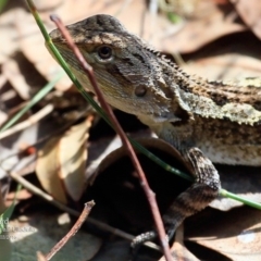 Amphibolurus muricatus (Jacky Lizard) at Ulladulla Reserves Bushcare - 19 Mar 2016 by CharlesDove
