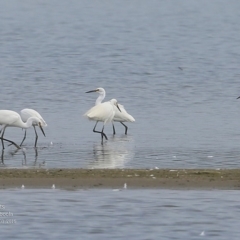 Egretta garzetta (Little Egret) at Jervis Bay National Park - 23 Mar 2016 by CharlesDove