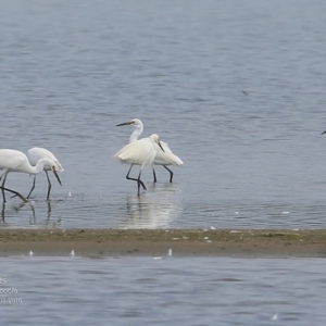 Egretta garzetta at Jervis Bay National Park - 23 Mar 2016