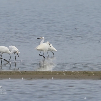 Egretta garzetta (Little Egret) at Jervis Bay National Park - 23 Mar 2016 by CharlesDove
