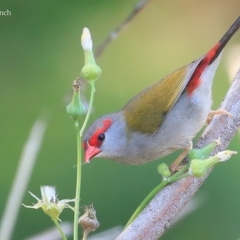 Neochmia temporalis (Red-browed Finch) at Mollymook, NSW - 19 Mar 2016 by Charles Dove