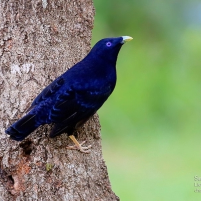 Ptilonorhynchus violaceus (Satin Bowerbird) at Wairo Beach and Dolphin Point - 27 Mar 2016 by Charles Dove