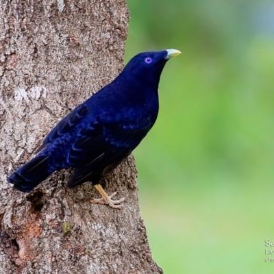 Ptilonorhynchus violaceus (Satin Bowerbird) at Burrill Lake, NSW - 27 Mar 2016 by Charles Dove