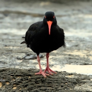 Haematopus fuliginosus at South Pacific Heathland Reserve - 20 Mar 2016