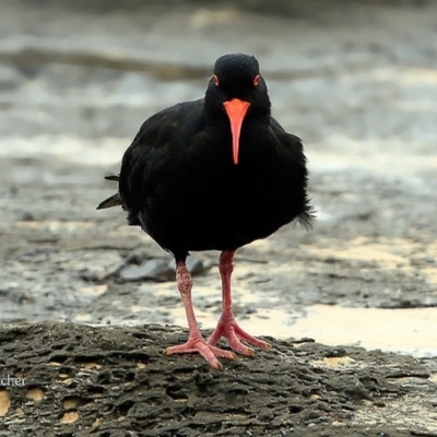 Haematopus fuliginosus (Sooty Oystercatcher) at South Pacific Heathland Reserve - 19 Mar 2016 by Charles Dove