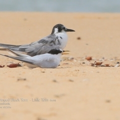 Chlidonias leucopterus (White-winged Black Tern) at Jervis Bay National Park - 18 Mar 2018 by CharlesDove