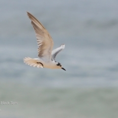 Chlidonias leucopterus at Jervis Bay National Park - 18 Mar 2018