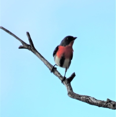 Dicaeum hirundinaceum (Mistletoebird) at Tharwa, ACT - 14 Jun 2018 by KumikoCallaway