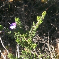 Prostanthera densa - 14 Jun 2018 by robattwood