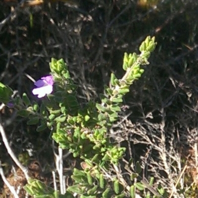 Prostanthera densa - 14 Jun 2018 by robattwood