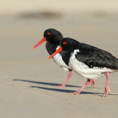 Haematopus longirostris (Australian Pied Oystercatcher) at Merimbula, NSW - 14 Jun 2018 by Leo