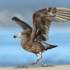 Larus pacificus (Pacific Gull) at Pambula - 13 Jun 2018 by Leo