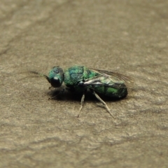 Primeuchroeus sp. (genus) (Cuckoo Wasp) at Pollinator-friendly garden Conder - 23 Dec 2017 by michaelb