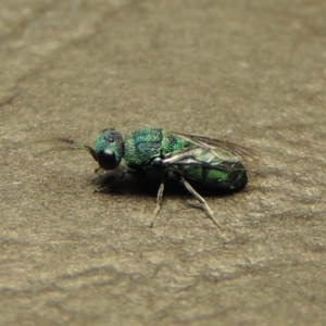 Primeuchroeus sp. (genus) at Pollinator-friendly garden Conder - 23 Dec 2017