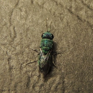 Primeuchroeus sp. (genus) at Pollinator-friendly garden Conder - 23 Dec 2017